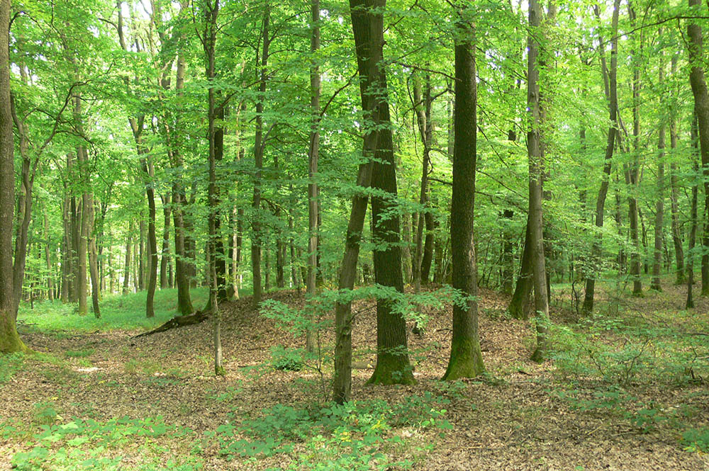 Fotó